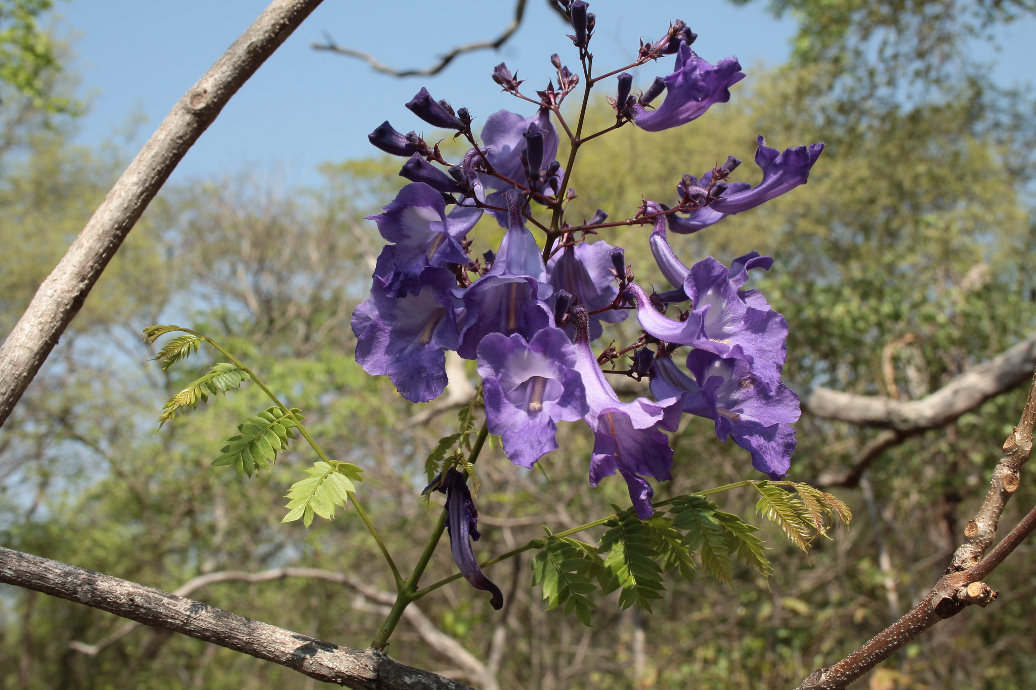 Imagem de Caroba-roxa