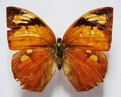 Fountainea eurypyle confusa