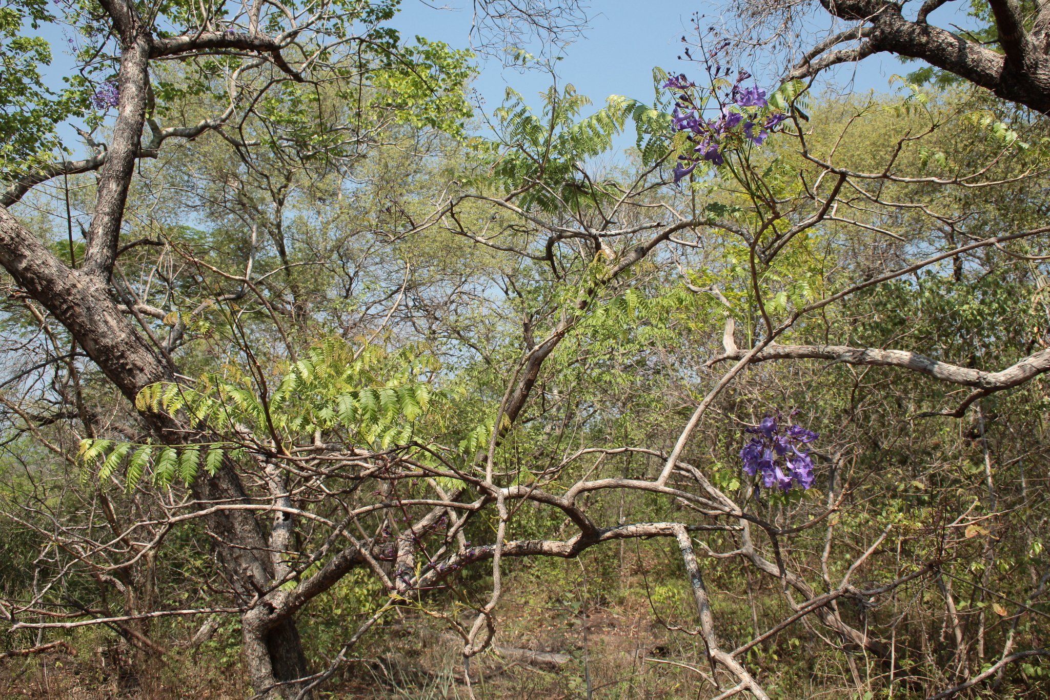 Imagem de Caroba-roxa