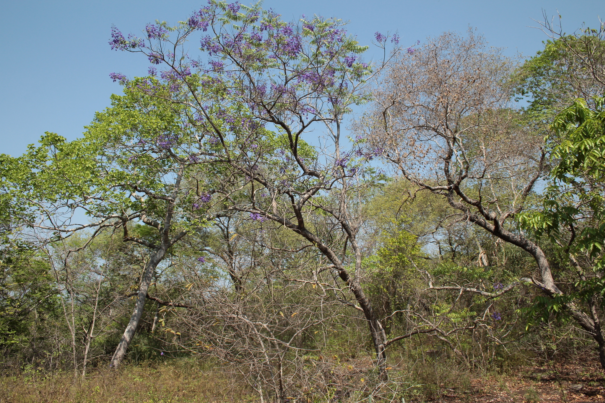 Imagem de Caroba-roxa