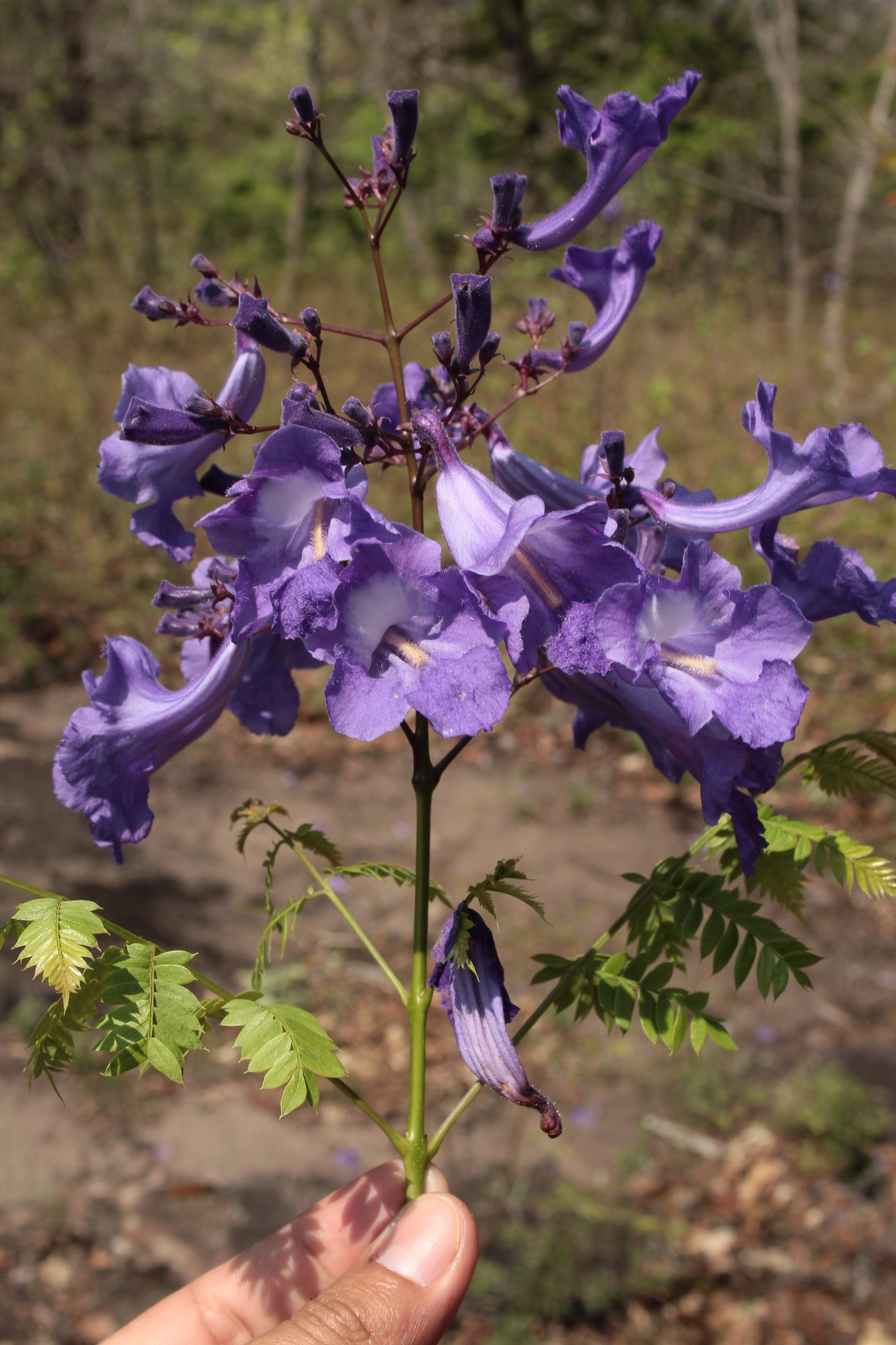 Imagem de Caroba-roxa