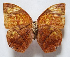 Fountainea eurypyle confusa