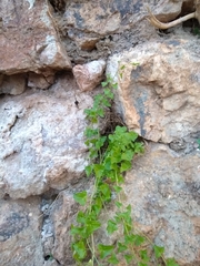 Maurandya antirrhiniflora