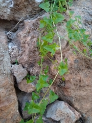 Maurandya antirrhiniflora