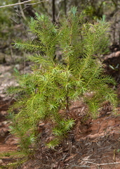 Callitris pancheri