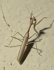 Stagmomantis