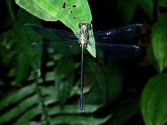 Leptogomphus