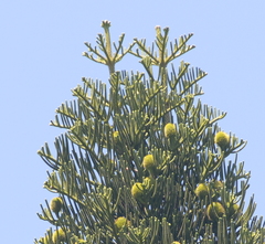 Araucaria columnaris