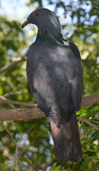 Ducula goliath
