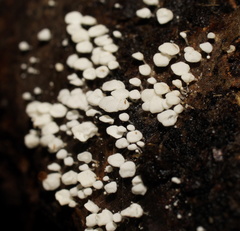 Physalacria australiensis