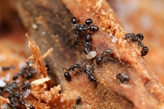 Ochetellus glaber
