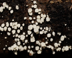 Physalacria australiensis