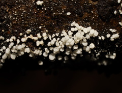 Physalacria australiensis