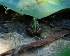 Pelophylax nigromaculatus