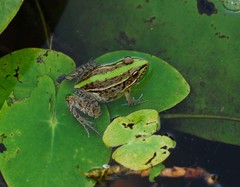 Pelophylax nigromaculatus