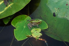 Pelophylax nigromaculatus