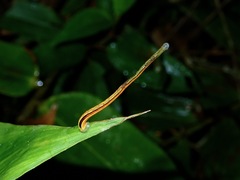Haemadipsa guangchuanensis