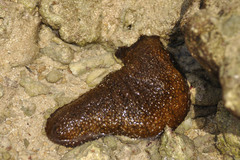 Actinopyga