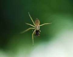 Salticidae