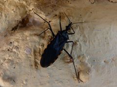 Triatoma eratyrusiformis