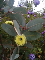 Eucalyptus preissiana