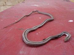 Philodryas psammophidea