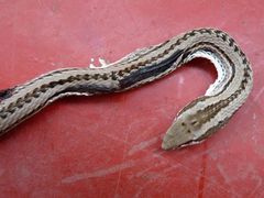 Philodryas psammophidea