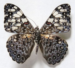 Hamadryas feronia farinulenta