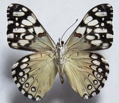 Hamadryas feronia farinulenta