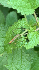 Scudderia