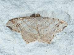 Macaria aequiferaria