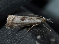 Microcrambus croesus