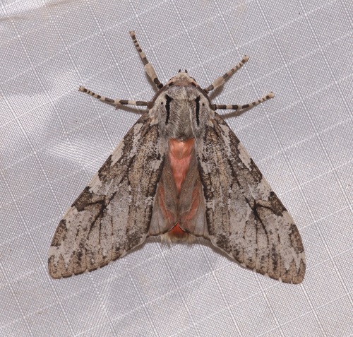 Mottled Glassy-wing photo 5