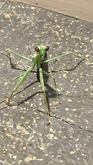 Mantidae