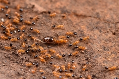 Monomorium intrudens