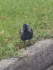 Corvus monedula