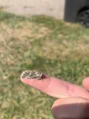 Sympistis poliochroa