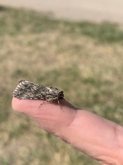 Sympistis poliochroa