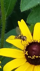 Syrphus ribesii