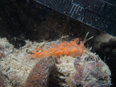 Phyllodesmium poindimiei