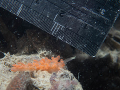 Phyllodesmium poindimiei