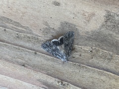 Sympistis poliochroa