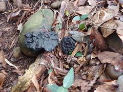 Sanguinoderma rugosum