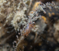 Coryphellina poenicia