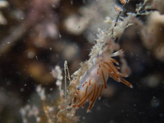 Coryphellina poenicia