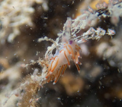 Coryphellina poenicia