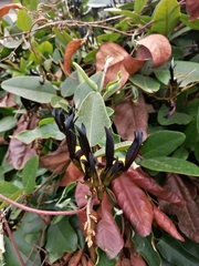 Kennedia nigricans