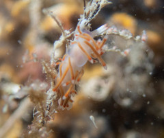 Coryphellina poenicia