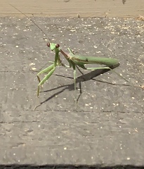 Mantidae