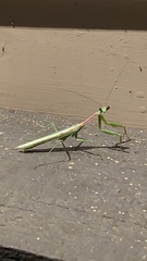 Mantidae